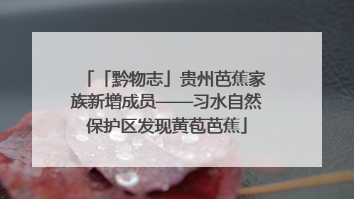 「黔物志」贵州芭蕉家族新增成员——习水自然保护区发现黄苞芭蕉