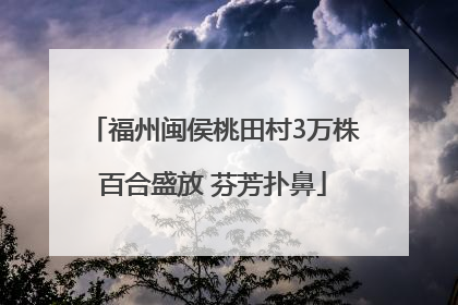 福州闽侯桃田村3万株百合盛放 芬芳扑鼻