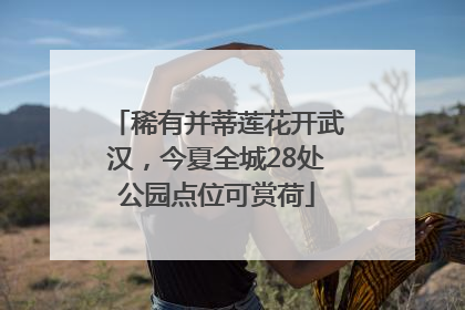 稀有并蒂莲花开武汉，今夏全城28处公园点位可赏荷