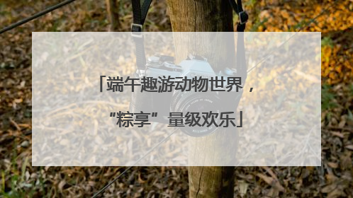 端午趣游动物世界，“粽享”量级欢乐