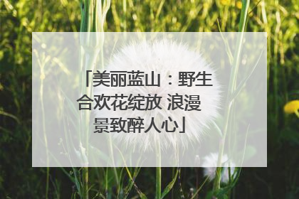 美丽蓝山：野生合欢花绽放 浪漫景致醉人心