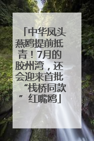 中华凤头燕鸥提前抵青！7月的胶州湾，还会迎来首批“栈桥同款”红嘴鸥