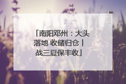 南阳邓州：大头落地 收储归仓丨战三夏保丰收