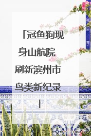 冠鱼狗现身山航院 刷新滨州市鸟类新纪录