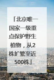 北京唯一国家一级重点保护野生植物，从2株扩繁至近500株