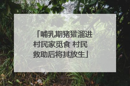 哺乳期猪獾溜进村民家觅食 村民救助后将其放生