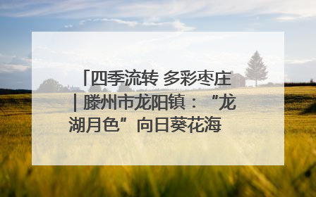 四季流转 多彩枣庄｜滕州市龙阳镇：“龙湖月色”向日葵花海 绘就乡村振兴新画卷