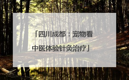 四川成都：宠物看中医体验针灸治疗