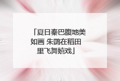 夏日秦巴腹地美如画 朱鹮在稻田里飞舞嬉戏