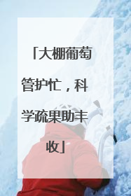 大棚葡萄管护忙，科学疏果助丰收