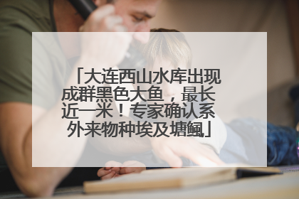 大连西山水库出现成群黑色大鱼，最长近一米！专家确认系外来物种埃及塘鲺