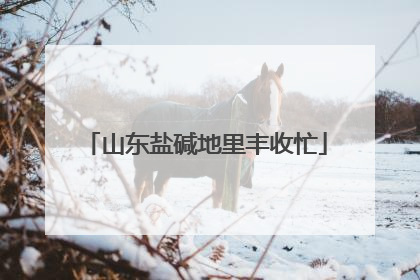 山东盐碱地里丰收忙
