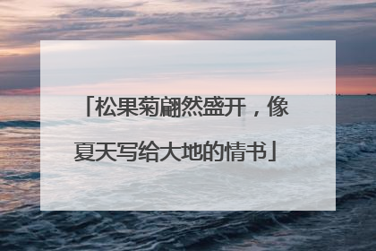 松果菊翩然盛开，像夏天写给大地的情书