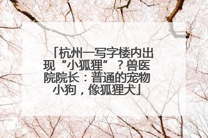 杭州一写字楼内出现“小狐狸”？兽医院院长：普通的宠物小狗，像狐狸犬