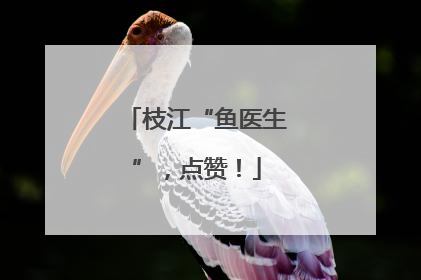 枝江“鱼医生”，点赞！
