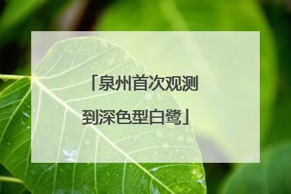 泉州首次观测到深色型白鹭