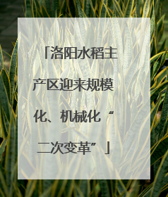 洛阳水稻主产区迎来规模化、机械化“二次变革”