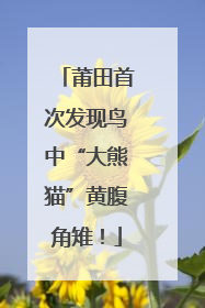 莆田首次发现鸟中“大熊猫”黄腹角雉！