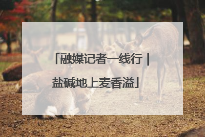 融媒记者一线行｜盐碱地上麦香溢