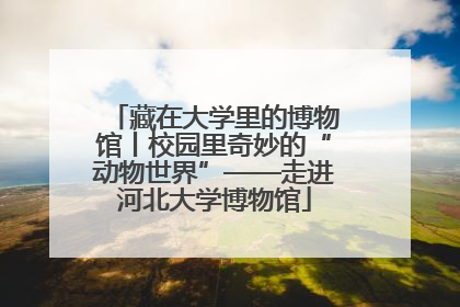 藏在大学里的博物馆丨校园里奇妙的“动物世界”——走进河北大学博物馆