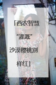 西农智慧“灌溉” 沙漠樱桃别样红