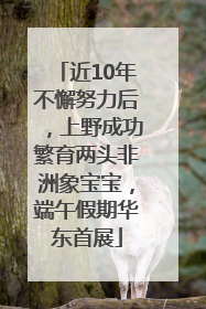 近10年不懈努力后，上野成功繁育两头非洲象宝宝，端午假期华东首展