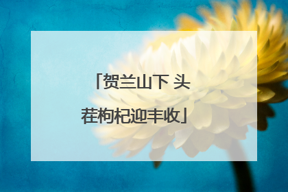 贺兰山下 头茬枸杞迎丰收