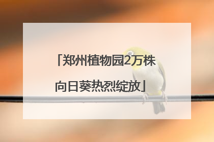 郑州植物园2万株向日葵热烈绽放