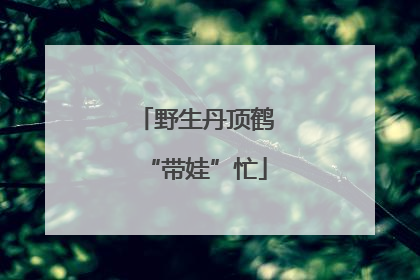 野生丹顶鹤“带娃”忙