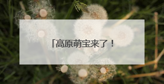 高原萌宝来了！若尔盖湿地首批黑颈鹤雏鸟破壳