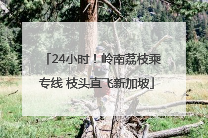 24小时！岭南荔枝乘专线 枝头直飞新加坡